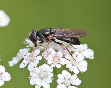 Cheilosia scutellata, hoverfly, female, Alan Prowse